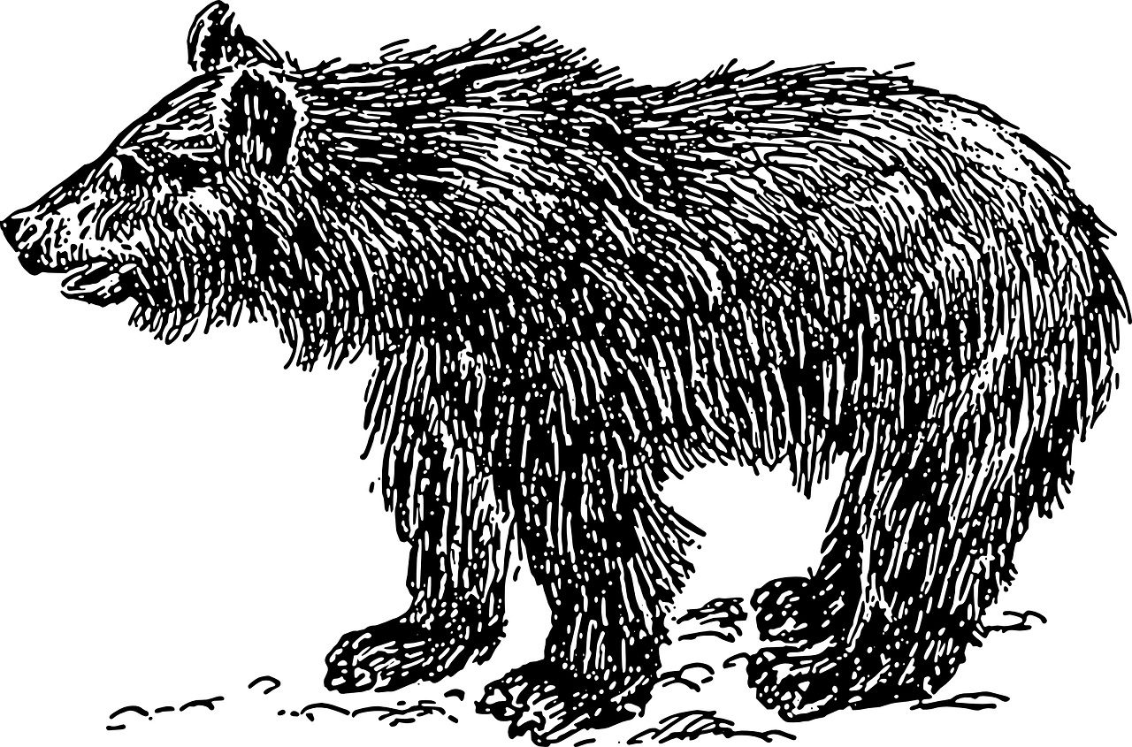 动物乐园熊瘦身疑云，多方回应揭秘